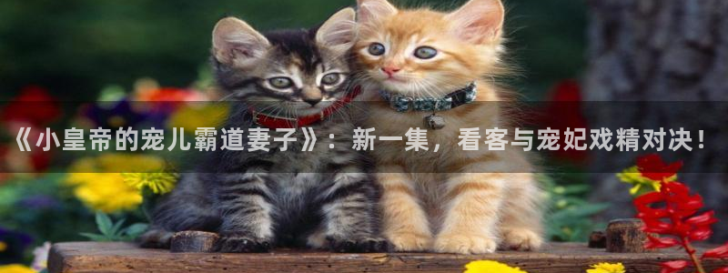 囧次元官方网站入口下载：《小皇帝的宠儿霸道妻子》：新一集，看客与宠妃戏精对决！